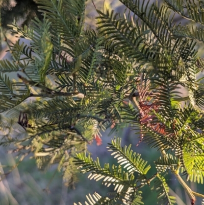 Acacia decurrens (Green Wattle) at Macgregor, ACT - 25 Aug 2023 by AniseStar