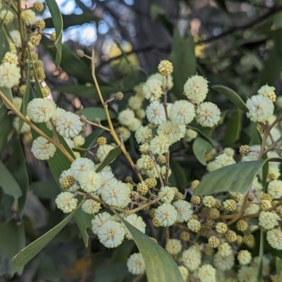 Acacia melanoxylon (Blackwood) at Umbagong District Park - 25 Aug 2023 by AniseStar