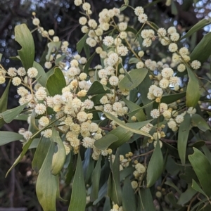 Acacia melanoxylon at Latham, ACT - 25 Aug 2023 04:47 PM