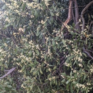 Acacia melanoxylon at Latham, ACT - 25 Aug 2023 04:47 PM