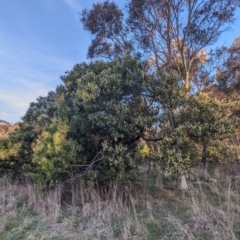 Acacia melanoxylon at Latham, ACT - 25 Aug 2023 04:47 PM