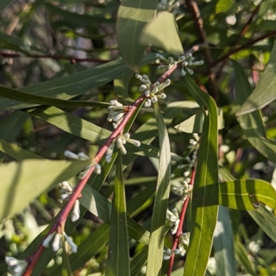 Hakea eriantha (Tree Hakea) at Latham, ACT - 25 Aug 2023 by AniseStar