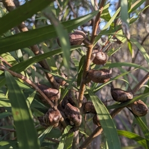 Hakea eriantha at Latham, ACT - 25 Aug 2023 04:54 PM