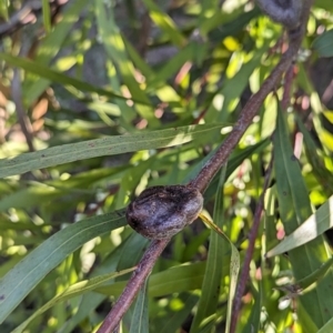 Hakea eriantha at Latham, ACT - 25 Aug 2023 04:54 PM