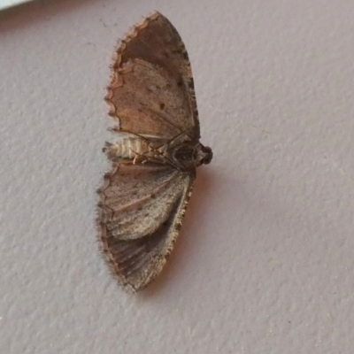 Psilosticha pristis (Little Brown Bark Moth) at QPRC LGA - 24 Aug 2023 by Paul4K
