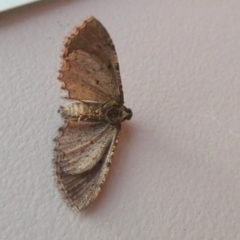 Psilosticha pristis at Borough, NSW - 25 Aug 2023