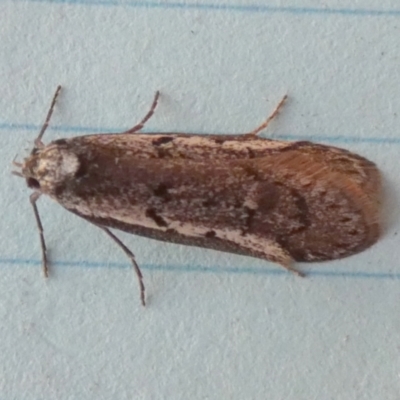 Philobota stella (A concealer moth) at Borough, NSW - 25 Aug 2023 by Paul4K