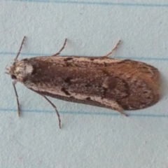 Philobota stella (A concealer moth) at Borough, NSW - 24 Aug 2023 by Paul4K