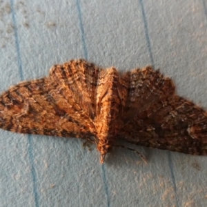 Pasiphilodes testulata at Borough, NSW - 25 Aug 2023