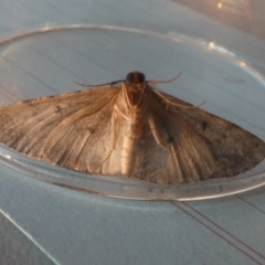 Didymoctenia exsuperata (Thick-lined Bark Moth) at QPRC LGA - 24 Aug 2023 by Paul4K