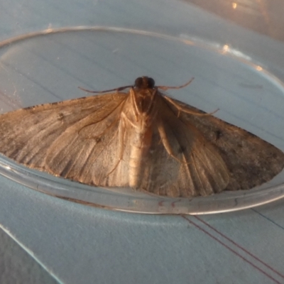 Didymoctenia exsuperata (Thick-lined Bark Moth) at Boro - 24 Aug 2023 by Paul4K