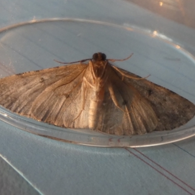 Didymoctenia exsuperata (Thick-lined Bark Moth) at Borough, NSW - 24 Aug 2023 by Paul4K