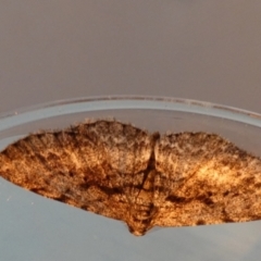 Didymoctenia exsuperata at Borough, NSW - 25 Aug 2023