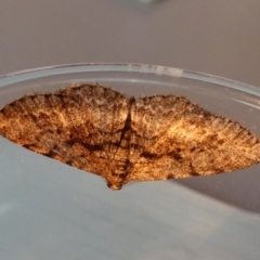 Didymoctenia exsuperata at Borough, NSW - 25 Aug 2023