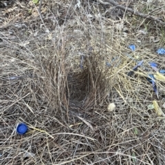 Ptilonorhynchus violaceus (Satin Bowerbird) at QPRC LGA - 25 Aug 2023 by Mavis