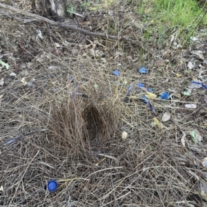 Ptilonorhynchus violaceus at Jerrabomberra, NSW - 26 Aug 2023