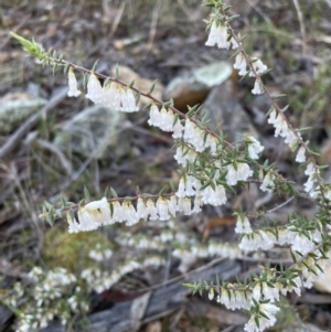 Styphelia fletcheri subsp. brevisepala at Jerrabomberra, NSW - 26 Aug 2023