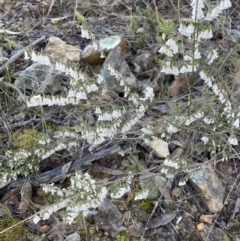 Styphelia fletcheri subsp. brevisepala at Jerrabomberra, NSW - 26 Aug 2023