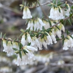 Leucopogon fletcheri subsp. brevisepalus at Jerrabomberra, NSW - 26 Aug 2023