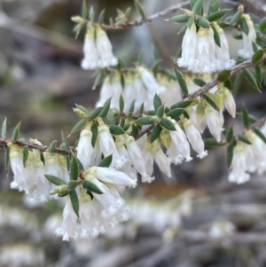 Styphelia fletcheri subsp. brevisepala at Jerrabomberra, NSW - 26 Aug 2023