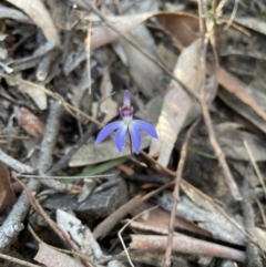 Cyanicula caerulea (Blue Fingers, Blue Fairies) at Jerrabomberra, NSW - 25 Aug 2023 by Mavis