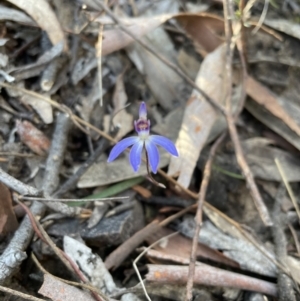 Cyanicula caerulea at Jerrabomberra, NSW - 26 Aug 2023