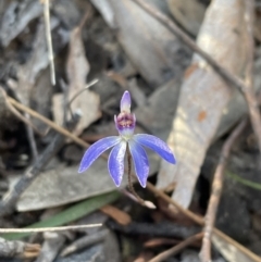 Cyanicula caerulea at Jerrabomberra, NSW - 26 Aug 2023