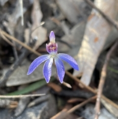 Cyanicula caerulea at Jerrabomberra, NSW - 26 Aug 2023