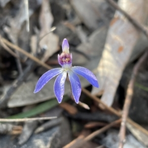 Cyanicula caerulea at Jerrabomberra, NSW - 26 Aug 2023