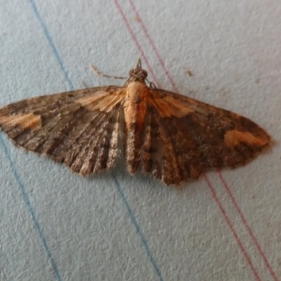Pasiphilodes testulata (Pome looper) at Borough, NSW - 25 Aug 2023 by Paul4K