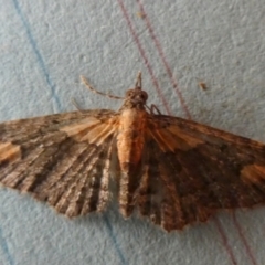 Pasiphilodes testulata at Borough, NSW - 25 Aug 2023