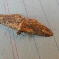 Pasiphilodes testulata at Borough, NSW - 25 Aug 2023