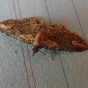 Pasiphilodes testulata at Borough, NSW - suppressed