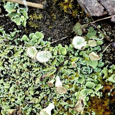 Cladonia sp. (genus) (Cup Lichen) at Googong, NSW - 25 Aug 2023 by Wandiyali