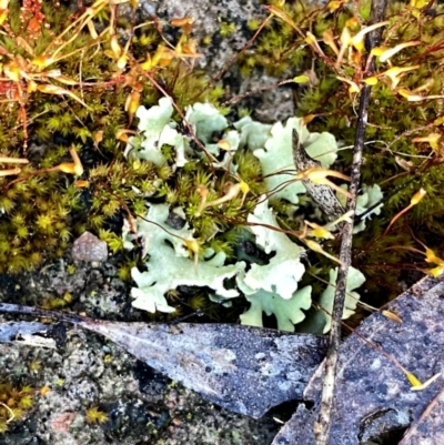 Unidentified Lichen at Googong, NSW - 25 Aug 2023 by Wandiyali