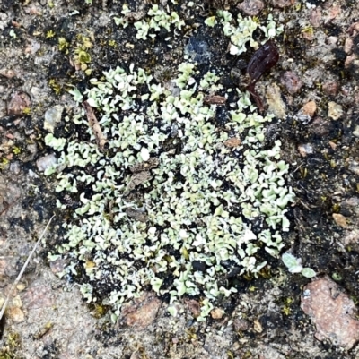 Unidentified Lichen, Moss or other Bryophyte at Googong, NSW - 25 Aug 2023 by Wandiyali