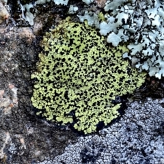 Rhizocarpon geographicum (Yellow Map Lichen) at Googong, NSW - 25 Aug 2023 by Wandiyali
