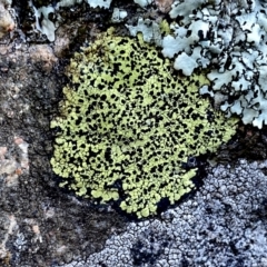 Rhizocarpon geographicum (Yellow Map Lichen) at Wandiyali-Environa Conservation Area - 25 Aug 2023 by Wandiyali