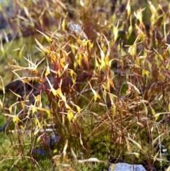 Unidentified Moss, Liverwort or Hornwort at Googong, NSW - 25 Aug 2023 by Wandiyali