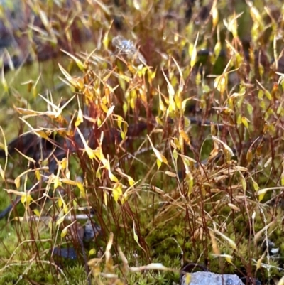 Ditrichaceae at Googong, NSW - 25 Aug 2023 by Wandiyali