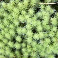 Bartramiaceae at Googong, NSW - 25 Aug 2023 by Wandiyali