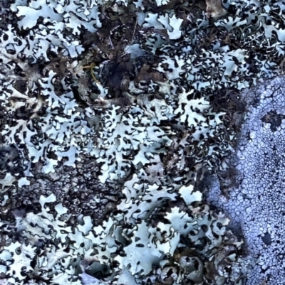 Unidentified Lichen, Moss or other Bryophyte at QPRC LGA - 25 Aug 2023 by Wandiyali