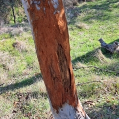 Cervidae (family) (Deer (unknown species)) at Mount Majura - 24 Aug 2023 by abread111