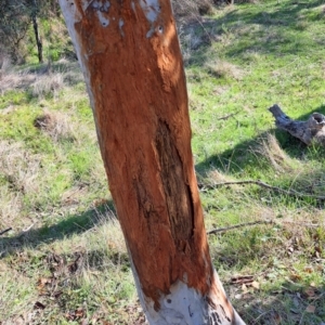 Cervidae (family) at Majura, ACT - 24 Aug 2023 02:37 PM