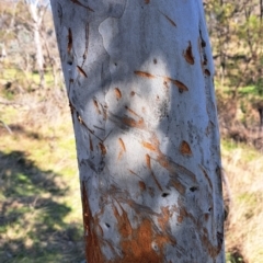 Cervidae (family) at Majura, ACT - 24 Aug 2023 02:37 PM