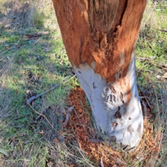 Cervidae (family) at Majura, ACT - 24 Aug 2023 02:37 PM