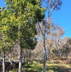 Cervidae (family) at Majura, ACT - 24 Aug 2023 02:37 PM