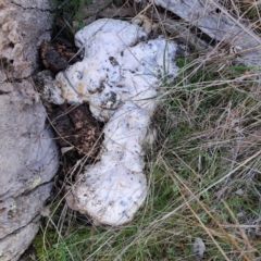 Unidentified Other non-black fungi  at Mount Majura - 24 Aug 2023 by abread111