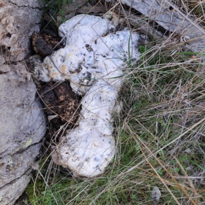 Unverified Other non-black fungi  at Majura, ACT - 24 Aug 2023 by abread111