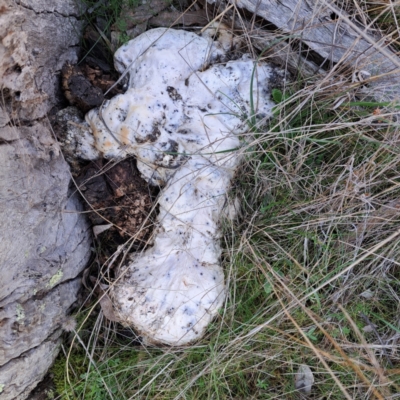 Unidentified Other non-black fungi  at Mount Majura - 24 Aug 2023 by abread111